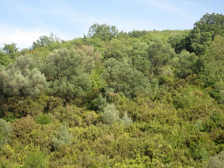 Land in Kuti — photo 2