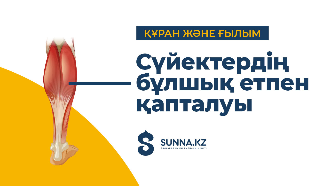 Құран және ғылым: Сүйектердің бұлшық етпен қапталуы