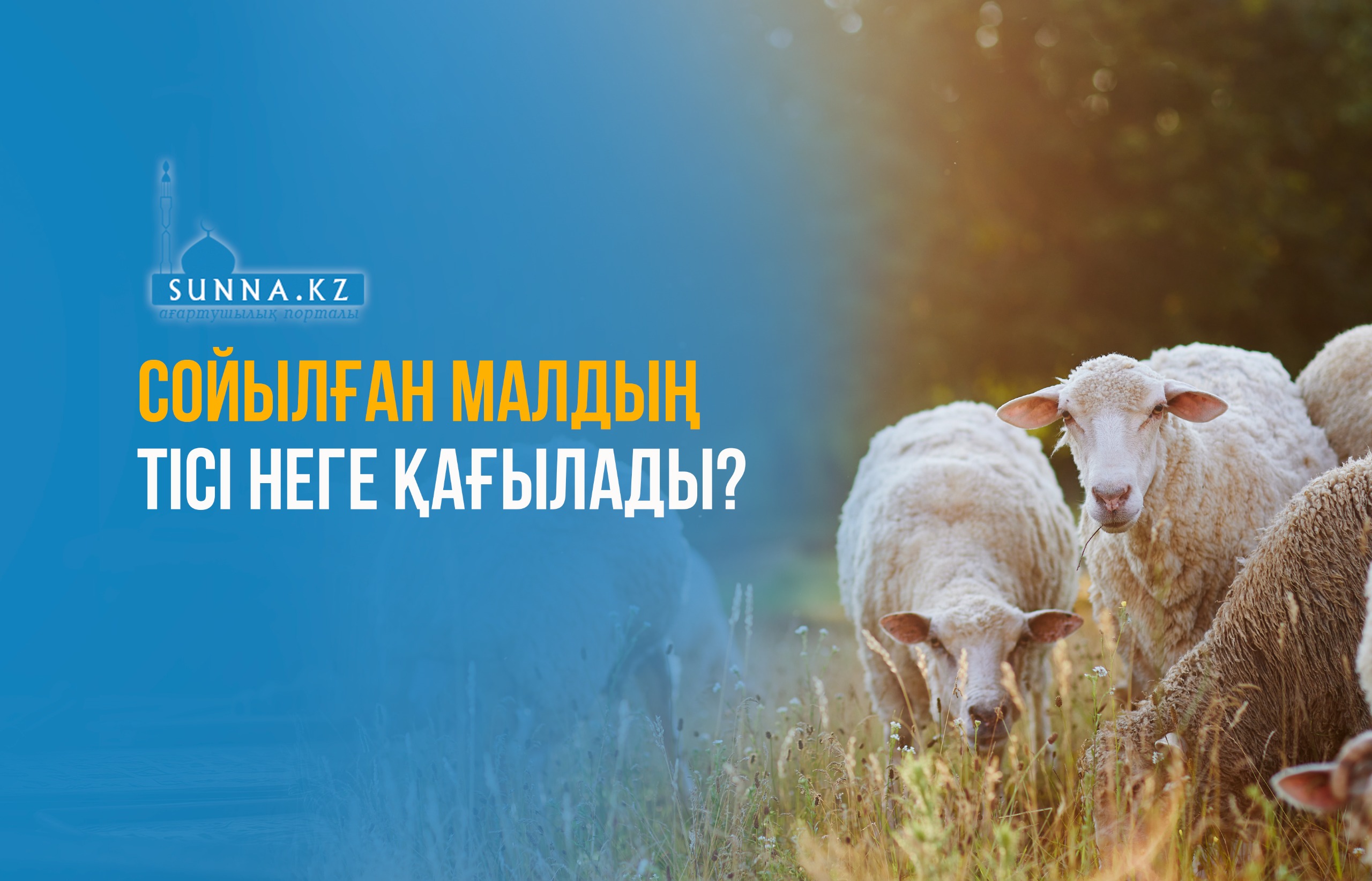 Сойылған малдың тісі неге қағылады?