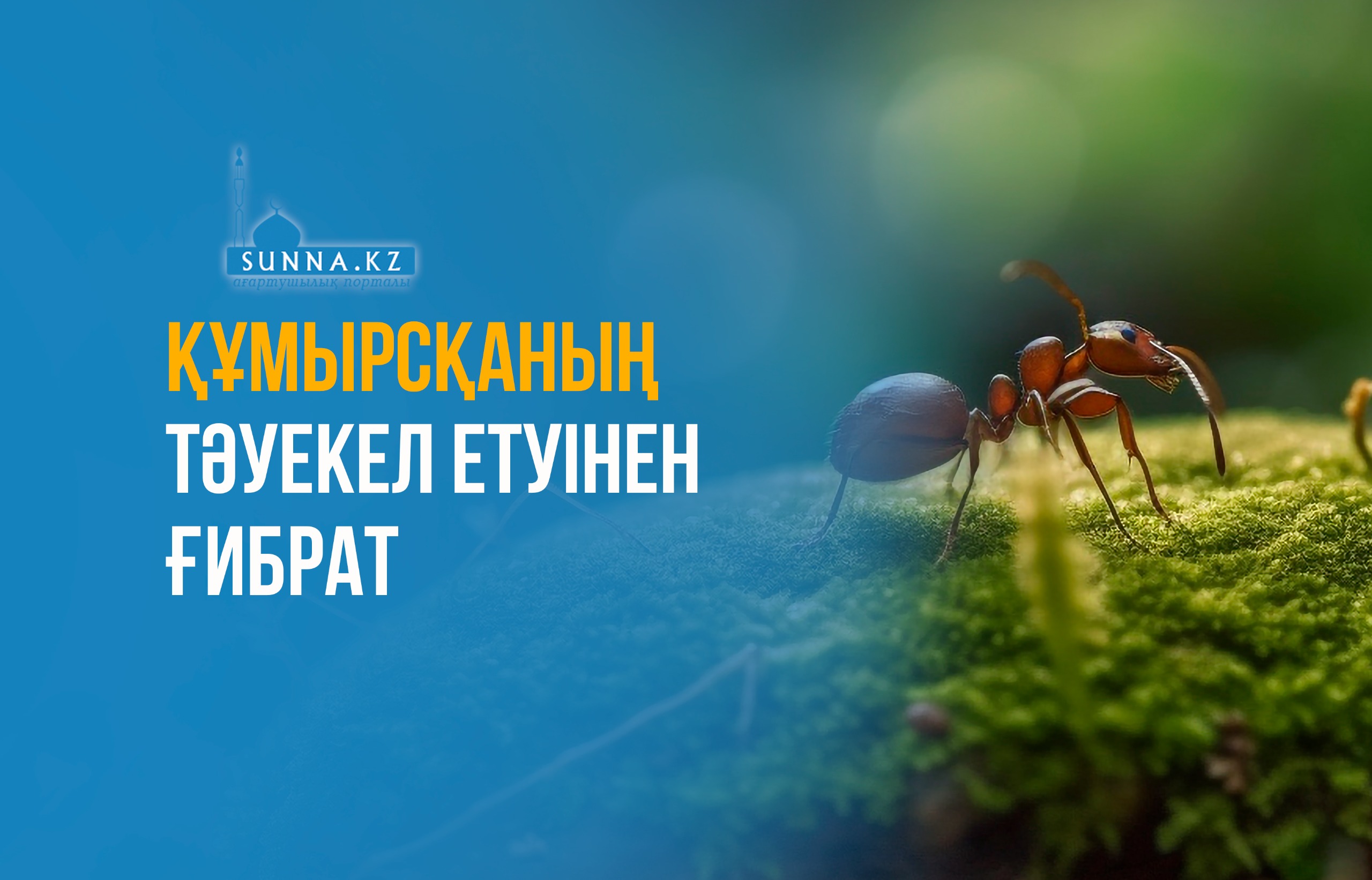 Құмырсқаның тәуекел етуінен ғибрат